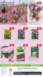 Blumenzwiebeln im Raiffeisenmarkt Prospekt in Ibbenbüren Aktueller Raiffeisenmarkt Prospekt mit Blumenzwiebeln, "Gartenfreude im Herbst", Seite 8