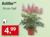 Astilbe im Angebot bei Zimmermann in Gronau Astilbe Angebote bei Zimmermann Gronau für 4,99 €