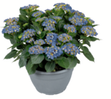 Ballhortensie XL Angebote bei toom Baumarkt Velbert für 34,99 €