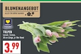 Aktuelles Tulpen Angebot bei Marktkauf in Bielefeld ab 3,99 €
