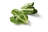 Aktuelles Deutscher Mini Romana Salat Angebot bei Lidl in Essen ab 0,89 €