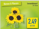 Aktuelle Blumen Angebote bei diska in Erlangen Aktuelles Sonnenblumen Angebot bei diska in Erlangen ab 2,49 €