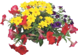 Calibrachoa Confetti im aktuellen V-Markt Prospekt für 4,79 €