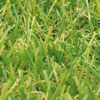 Aktuelles Kunstrasen Jasmin Angebot bei Hornbach in Lübeck ab 12,95 €