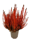 Calluna vulgaris 'garden girl' en promo chez Lidl Calluna vulgaris 'garden girl' dans le catalogue Lidl