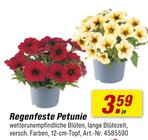 toom Baumarkt Großerkmannsdorf - Regenfeste Petunie Angebot im Prospekt Regenfeste Petunie bei toom Baumarkt im Großerkmannsdorf Prospekt für 3,59 €