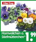 Aktuelles Hornveilchen Angebot bei Wreesmann in Dresden ab 1,99 €