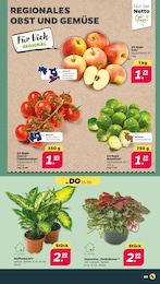 Tomaten Angebot im aktuellen Netto mit dem Scottie Prospekt auf Seite 3