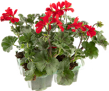 Géranium Lierre Simple et Double à Botanic dans Nostang