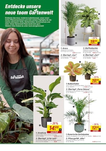 Zimmerpflanzen im toom Baumarkt Prospekt "Respekt, wer's selber macht." mit 8 Seiten (Leipzig)