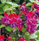 Fuchsie im aktuellen Hellweg Prospekt