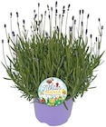 Aktuelle Pflanzen Angebote bei REWE in Mönchengladbach Aktuelles Lavendel Angebot bei REWE in Mönchengladbach ab 5,79 €