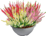Besenheide „Beauty Ladies Mix“ von FloraSelf im aktuellen Hornbach Prospekt