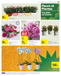 Prix et réduction Rosier dans le prospectus Carrefour en cours Offre Rosier dans le catalogue Carrefour du moment à la page 69