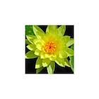 Promo Nénuphar 3L jaune à 24,99 € dans le catalogue Botanic à La Ravoire