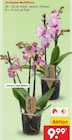 Orchidee Multiflora im Angebot bei Netto Marken-Discount in Arnsberg Orchidee Multiflora Angebote bei Netto Marken-Discount Arnsberg für 9,99 €