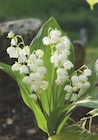 Muguet nantais - U en promo chez Super U Le Mans à 5,99 €