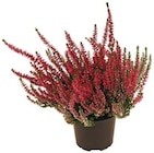 Besenheide Calluna Garden Girls im aktuellen REWE Prospekt