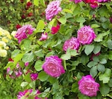 Rosen Classic für 2,99 € bei Thomas Philipps im Angebot Rosen Classic im aktuellen Thomas Philipps Prospekt