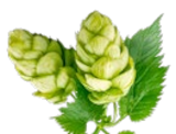 Aktuelles Pilsener Angebot bei Kaufland in Garbsen ab 9,99 €