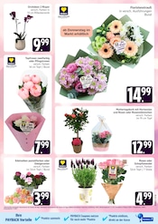 Aktueller Marktkauf Prospekt mit Pflanzen, "Top Angebote", Seite 5