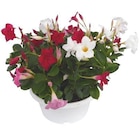Dipladenia Diamantina trio blanc rose et rouge forme buisson. La coupe de diamètre 26 cm à Botanic dans Fontaine-Étoupefour Dipladenia Diamantina trio blanc rose et rouge forme buisson. La coupe de diamètre 26 cm à Botanic dans Fontaine-Étoupefour
