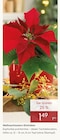 Pflanzen Kölle Hamburg - Weihnachtsstern-Eintrieber Angebot im Prospekt Weihnachtsstern-Eintrieber bei Pflanzen Kölle im Hamburg Prospekt für 1,49 €