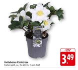 Helleborus Christrose im Angebot bei EDEKA in Tübingen Helleborus Christrose Angebote bei EDEKA Tübingen für 3,49 €