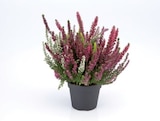 Bruyère calluna 3 couleurs dans le catalogue Lidl
