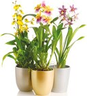 Orchideen-Mix 'Exotisch' mit Keramik im Angebot bei Netto mit dem Scottie in Halle Orchideen-Mix 'Exotisch' mit Keramik Angebote bei Netto mit dem Scottie Halle für 7,99 €
