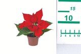 Mini Weihnachtsstern Angebot im aktuellen Lidl Prospekt Mini Weihnachtsstern Angebot im Lidl Prospekt für 0,99 €