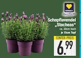 Schopflavendel „Stocheas“ Angebote von EDEKA Herzstücke bei E center Regensburg für 6,99 €