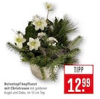 Aktuelle Pflanzen Angebote bei Marktkauf in Reutlingen Aktuelles Betontopf bepflanzt mit Christrosen Angebot bei Marktkauf in Reutlingen ab 12,99 €