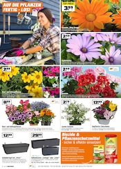 Blumentopf im OBI Prospekt in Amberg Aktueller OBI Prospekt mit Blumentopf, "BIBERSTARKE ANGEBOTE", Seite 2