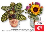 Grünpflanzen im Angebot bei Marktkauf in Schorndorf Grünpflanzen Angebote bei Marktkauf Schorndorf für 4,99 €