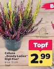 Netto mit dem Scottie Seelow - Calluna Angebot im Prospekt Calluna bei Netto mit dem Scottie im Seelow Prospekt für 2,99 €