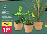 Grünpflanze im Korb im Angebot bei Netto mit dem Scottie in Potsdam Grünpflanze im Korb Angebote bei Netto mit dem Scottie Potsdam für 1,99 €