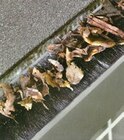 Dachrinnenraupe bei Thomas Philipps im Nauheim Prospekt für 1,99 €