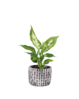 Plantes vertes en pot céramique en promo chez Lidl Limoges à 2,99 €