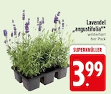 Lavendel angustifolia für 3,99 € bei EDEKA im Angebot Lavendel angustifolia im aktuellen EDEKA Prospekt
