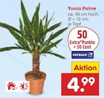 Aktuelles Yucca Palme Angebot bei Netto Marken-Discount in Düsseldorf ab 4,99 €