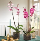 Phalaenopsis 2 tiges - Intermarché Hyper Phalaenopsis 2 tiges à 8,99 € dans le catalogue Intermarché Hyper