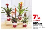 Mixte Bromelias dans le catalogue Hyper U