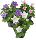 Aktuelle Pflanzen Angebote bei Blumen Ostmann in Bremen Aktuelles Ballonblume Angebot bei Blumen Ostmann in Bremen ab 2,99 €