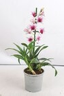 Orchidee für 4,99 € bei Netto mit dem Scottie im Angebot Orchidee im aktuellen Netto mit dem Scottie Prospekt