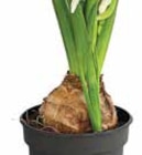 Hyazinthe von  im aktuellen Dehner Garten-Center Prospekt für 1,59 €