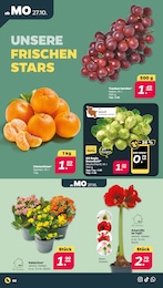 Weintrauben Angebot & Preis im aktuellen Netto mit dem Scottie Prospekt Weintrauben Angebot im aktuellen Netto mit dem Scottie Prospekt auf Seite 2