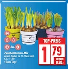 Zwiebelblumen-Mix bei EDEKA im Zeuthen Prospekt für 1,79 €