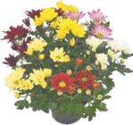 Chrysantheme „Sixty“ im V-Markt Prospekt Chrysantheme „Sixty“ von im aktuellen V-Markt Prospekt für 3,99 €