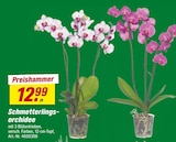Schmetterlingsorchidee bei toom Baumarkt im Prospekt "" für 12,99 €